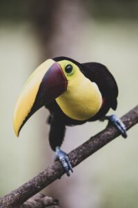 Las increíbles tradiciones de Costa Rica: Llenas de color y alegría
