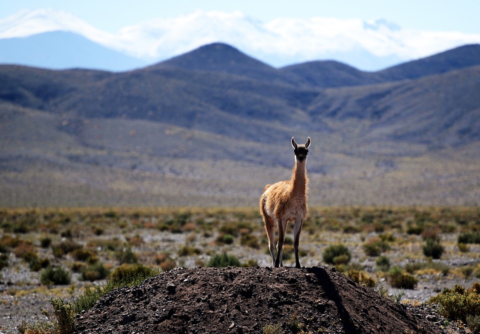 Tradiciones de Chile: Explora las festividades y costumbres del país